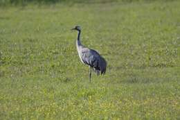 Image of Common Crane