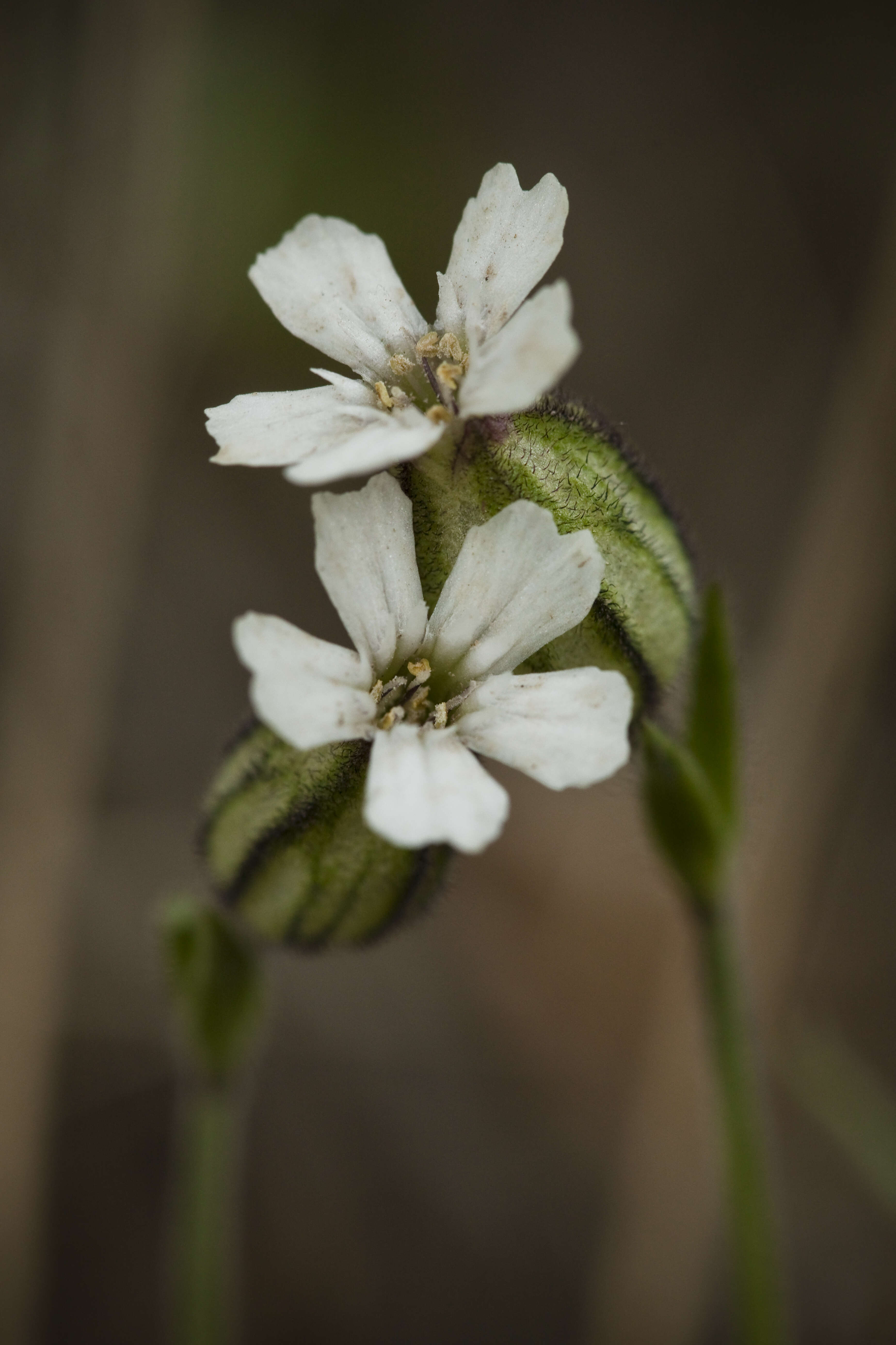 Image of arctic catchfly