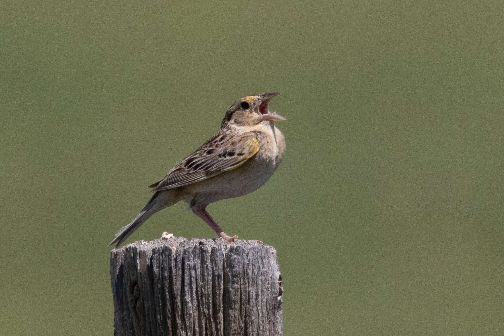 Image of Grasshopper Sparrow