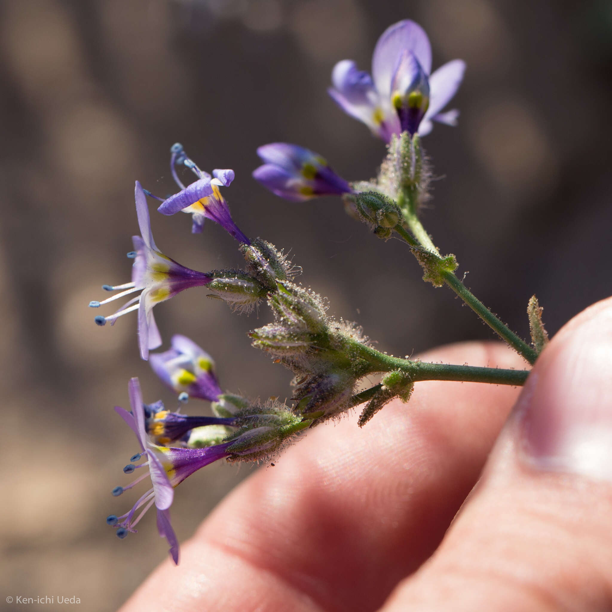 Image of Nevada gilia