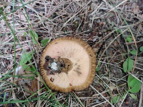 Image of Ugly Milk-cap