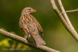 Image of Dunnock