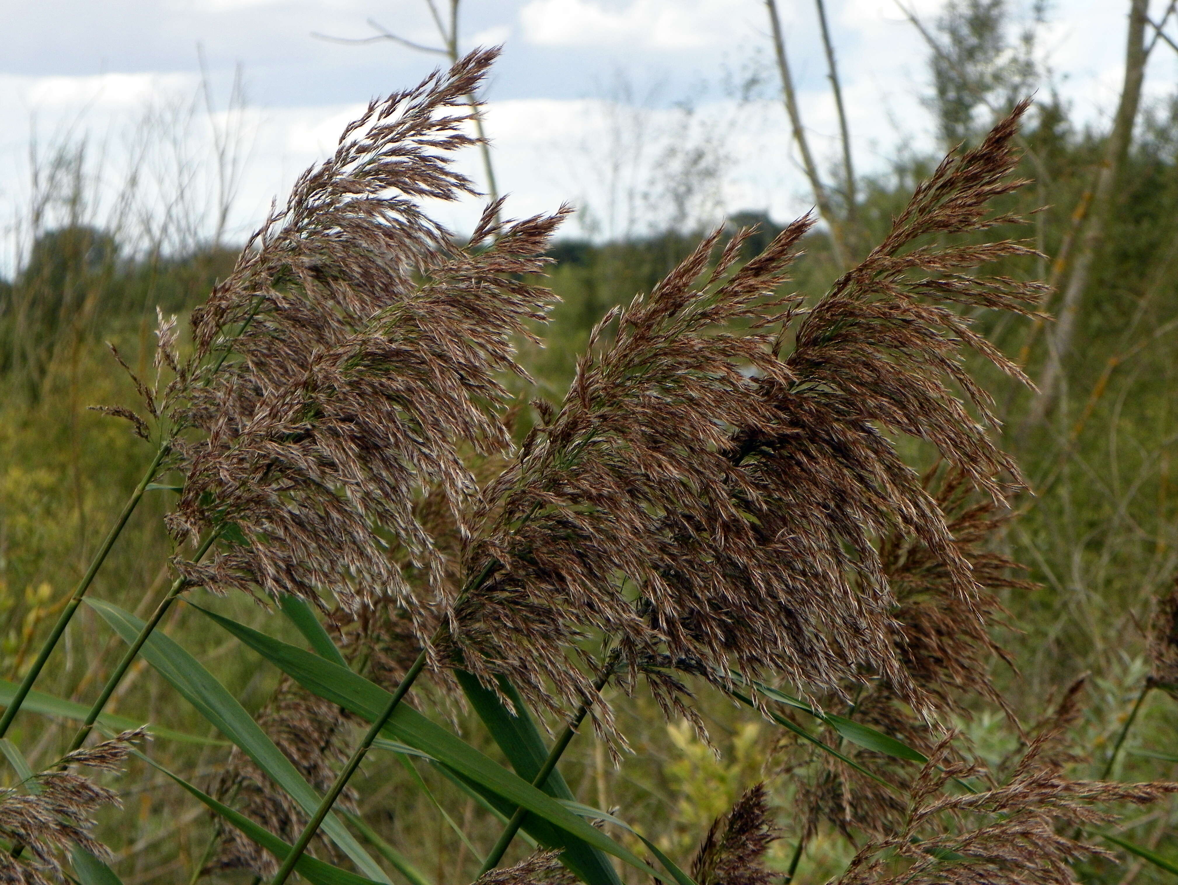 Image of common reed