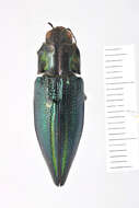 Image of Buprestis