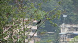 Image of Large-billed Crow