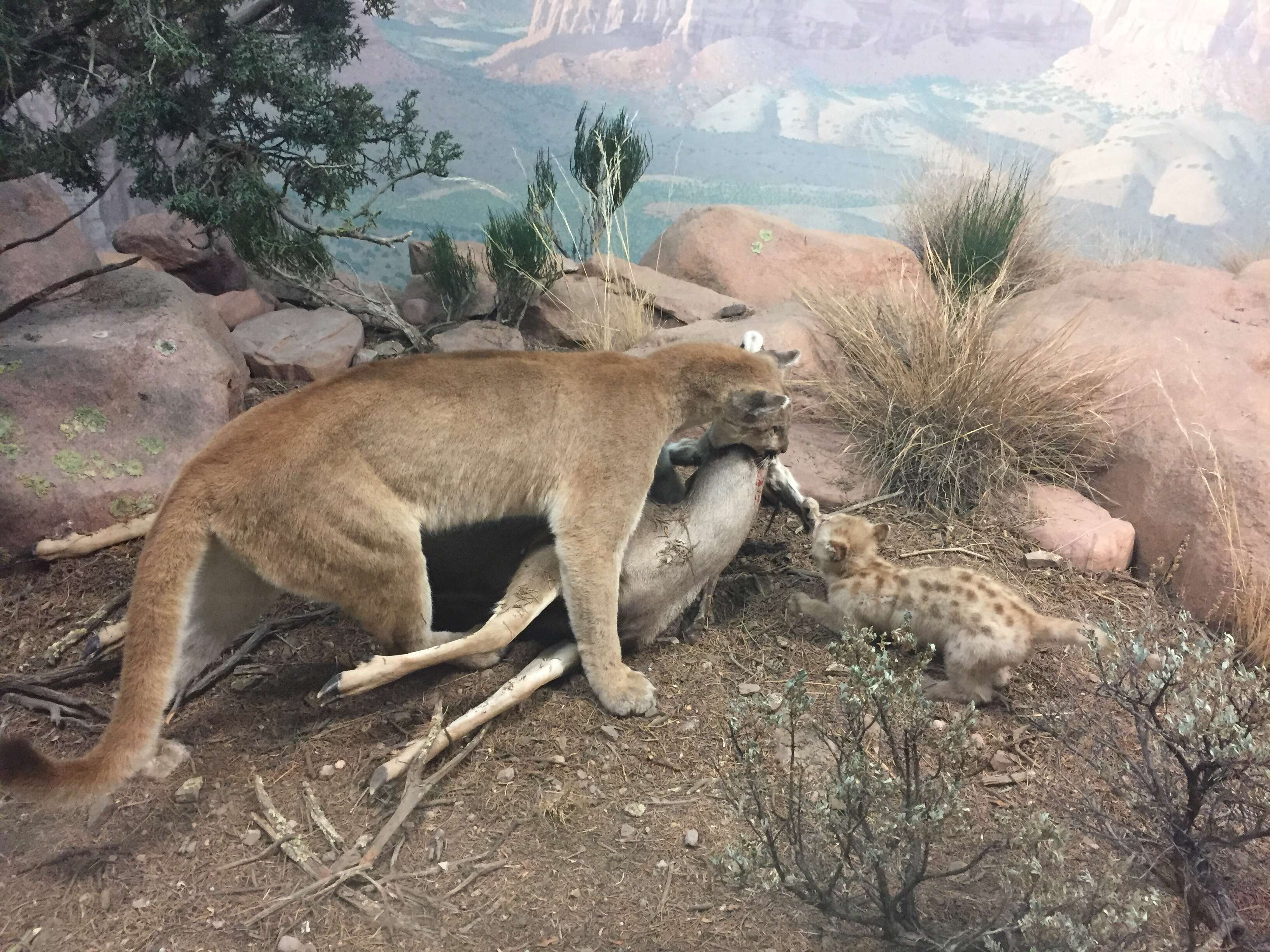 Image of Florida panther