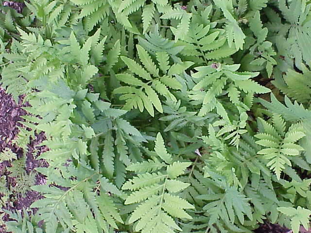 Image of sensitive fern