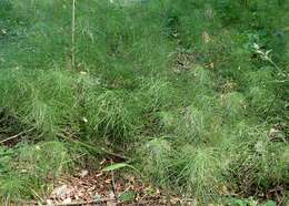 Image of Shady Horsetail