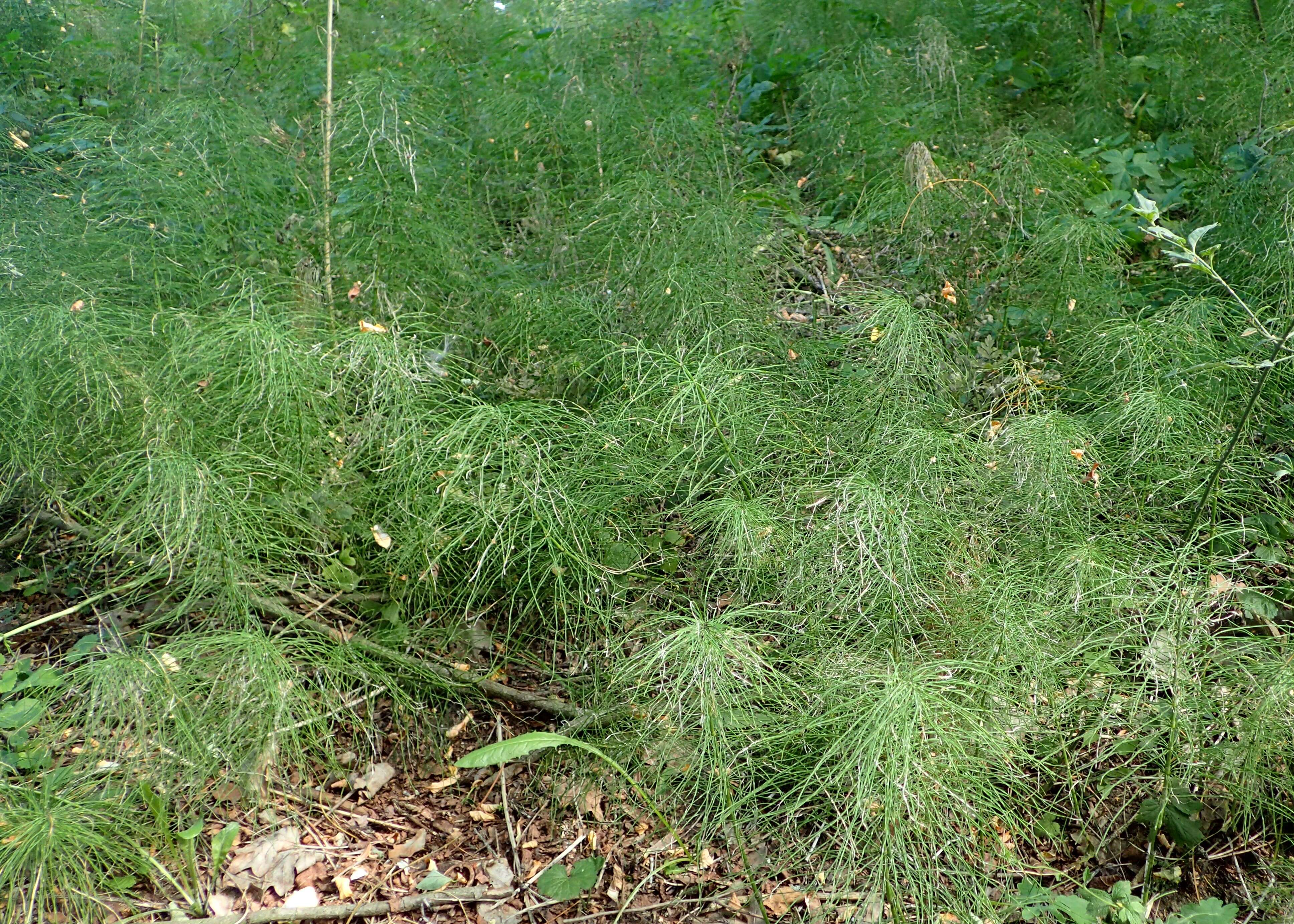 Image of Shady Horsetail