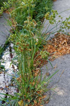 Image of Tall flatsedge