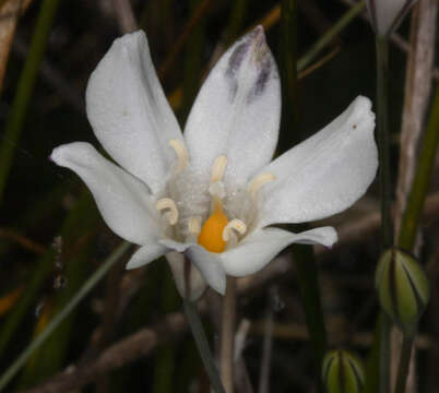 Image of long-ray brodiaea