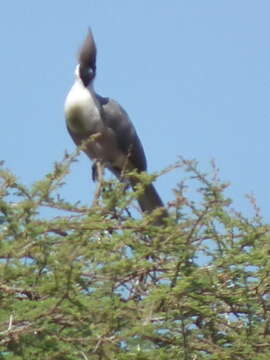 Image of Bare-faced Go-away Bird