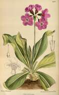 Image of Primula chionantha I. B. Balf. & Forrest