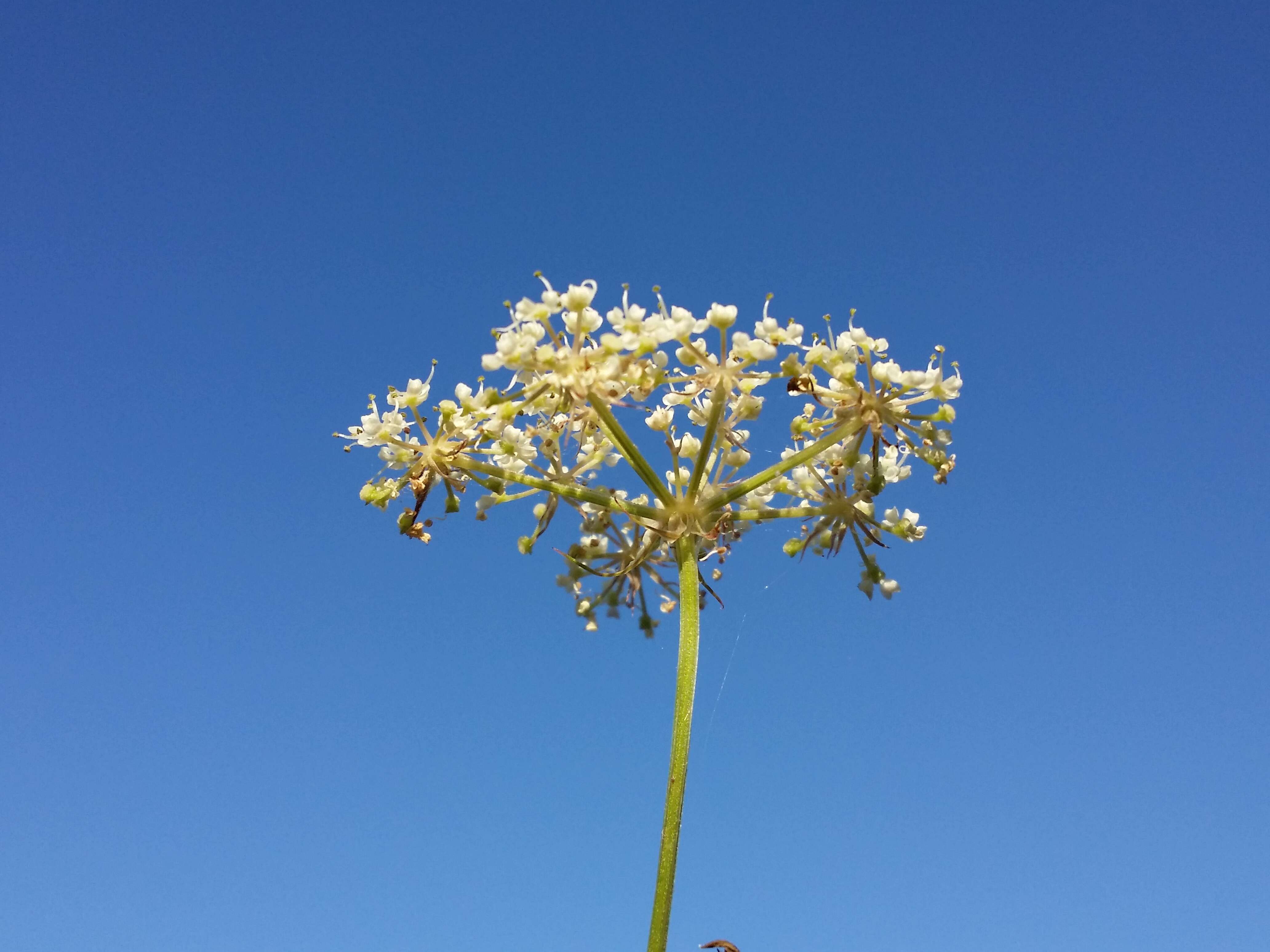 Imagem de Peucedanum palustre