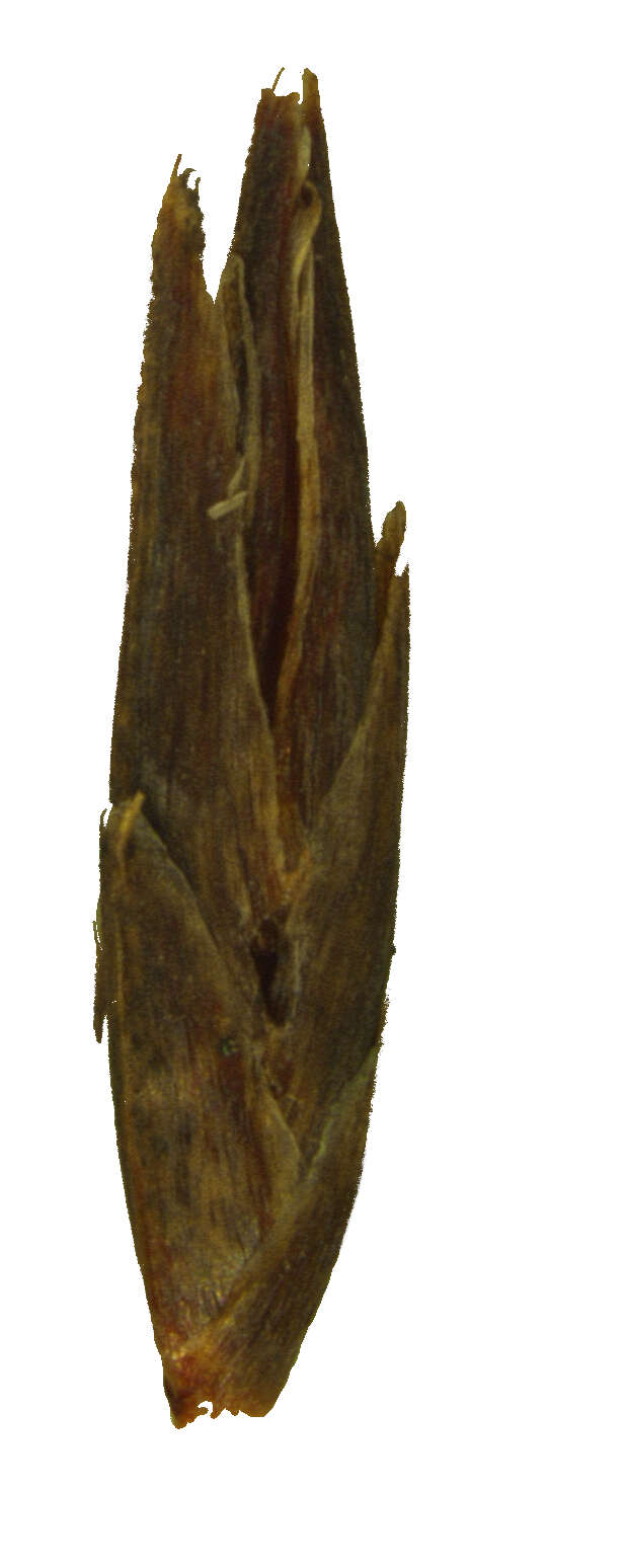 Image of bog-rush