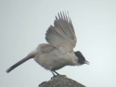 Image of Sooty-headed Bulbul