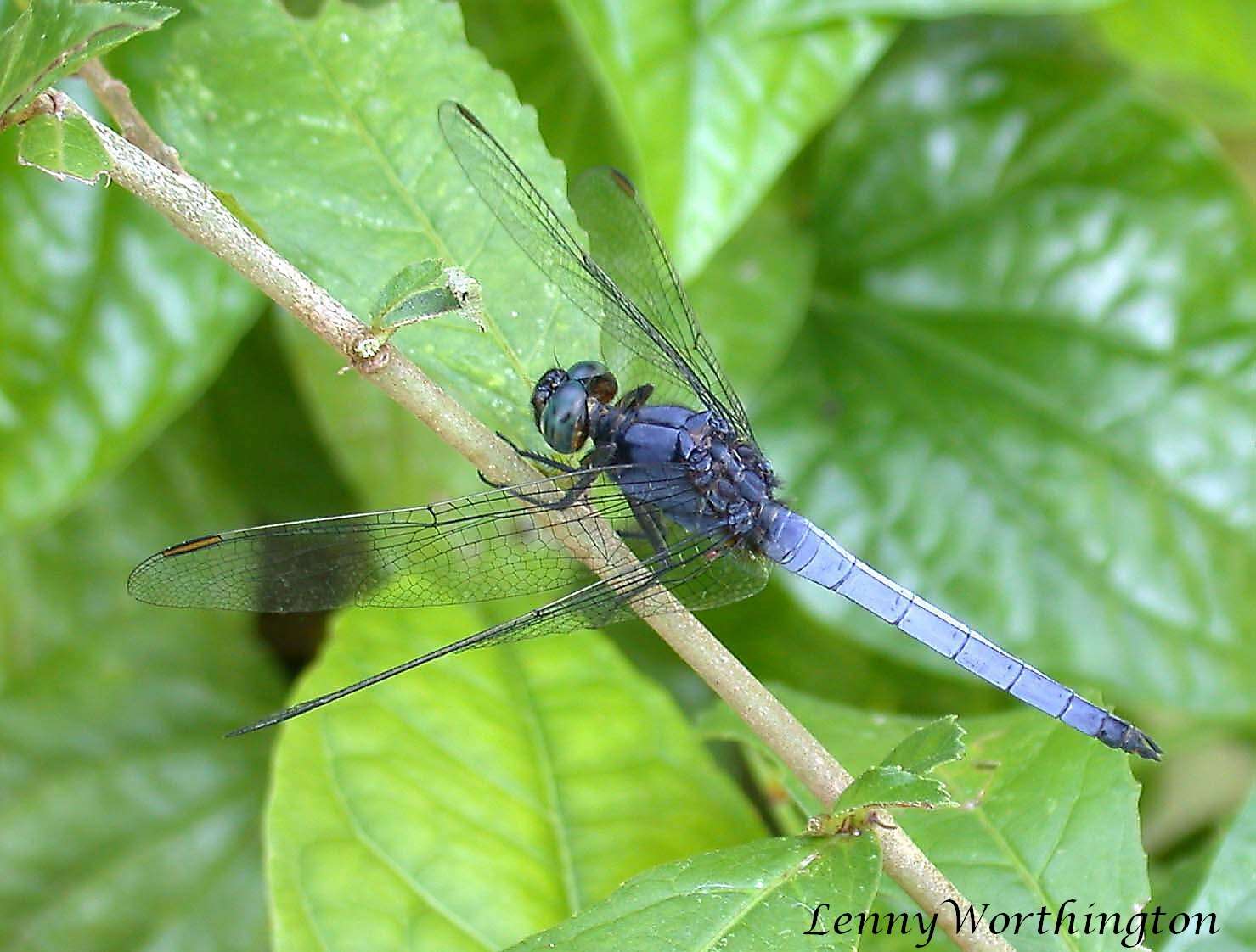 Image of blue marsh hawk