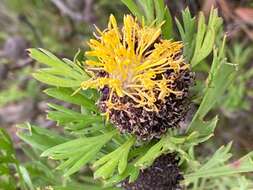 Image of Isopogon anemonifolius (Salisb.) Knight