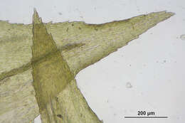 Image of common striated feather-moss