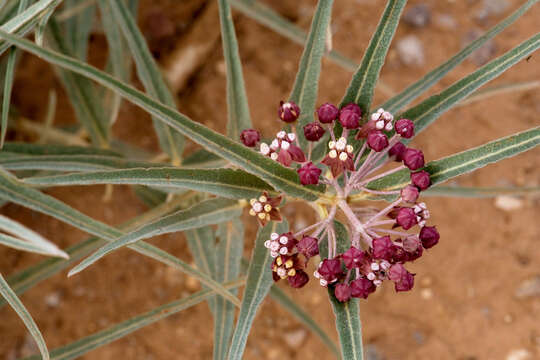 Image of milkweed