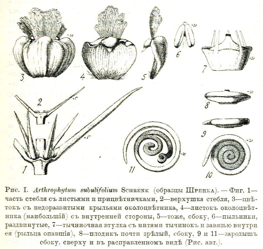 Image of Arthrophytum
