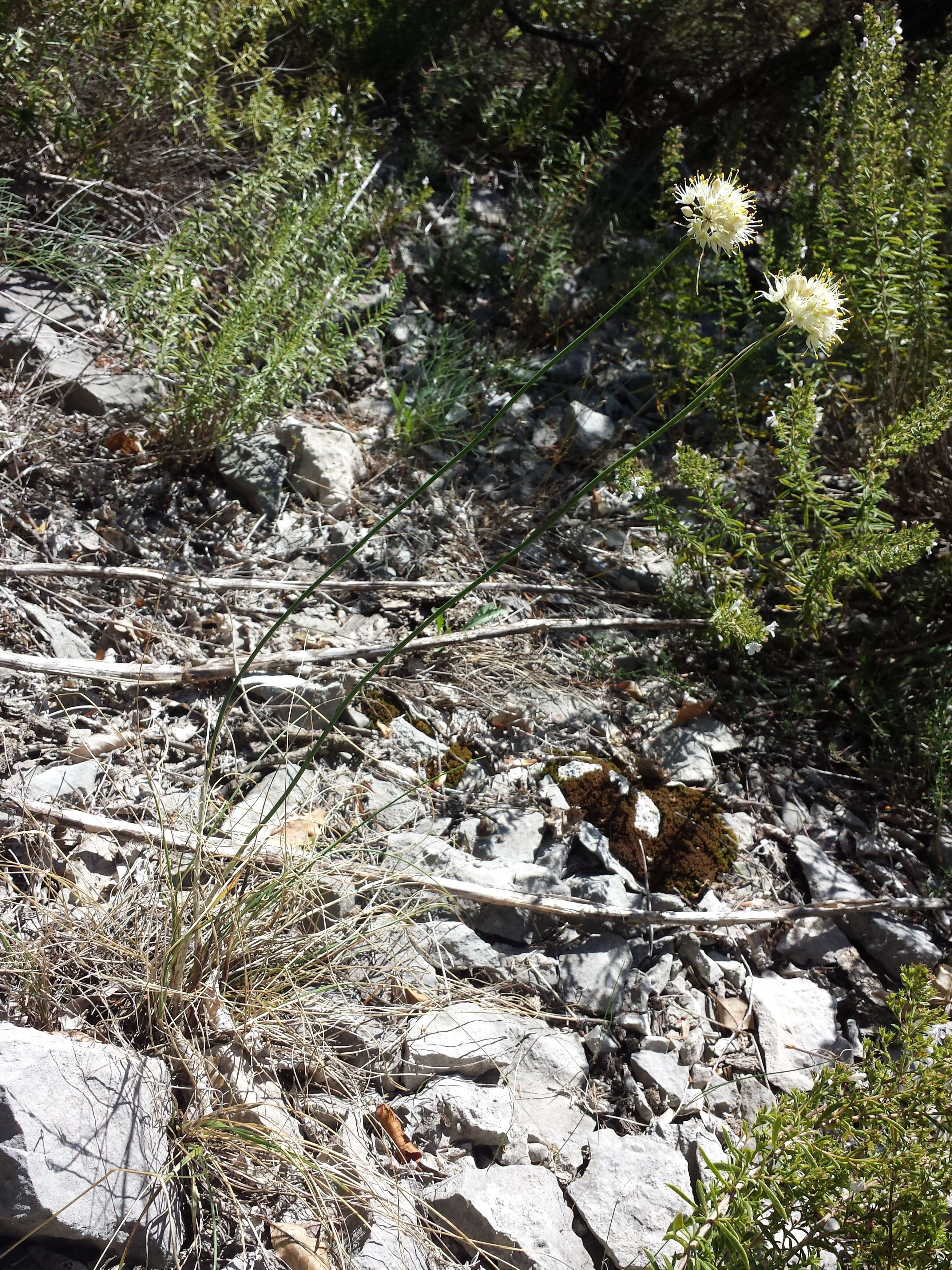 Image of Allium ericetorum Thore