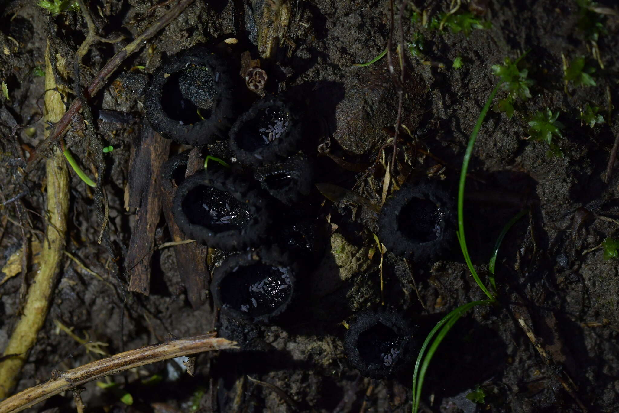 Plancia ëd Plectania rhytidia (Berk.) Nannf. & Korf 1957