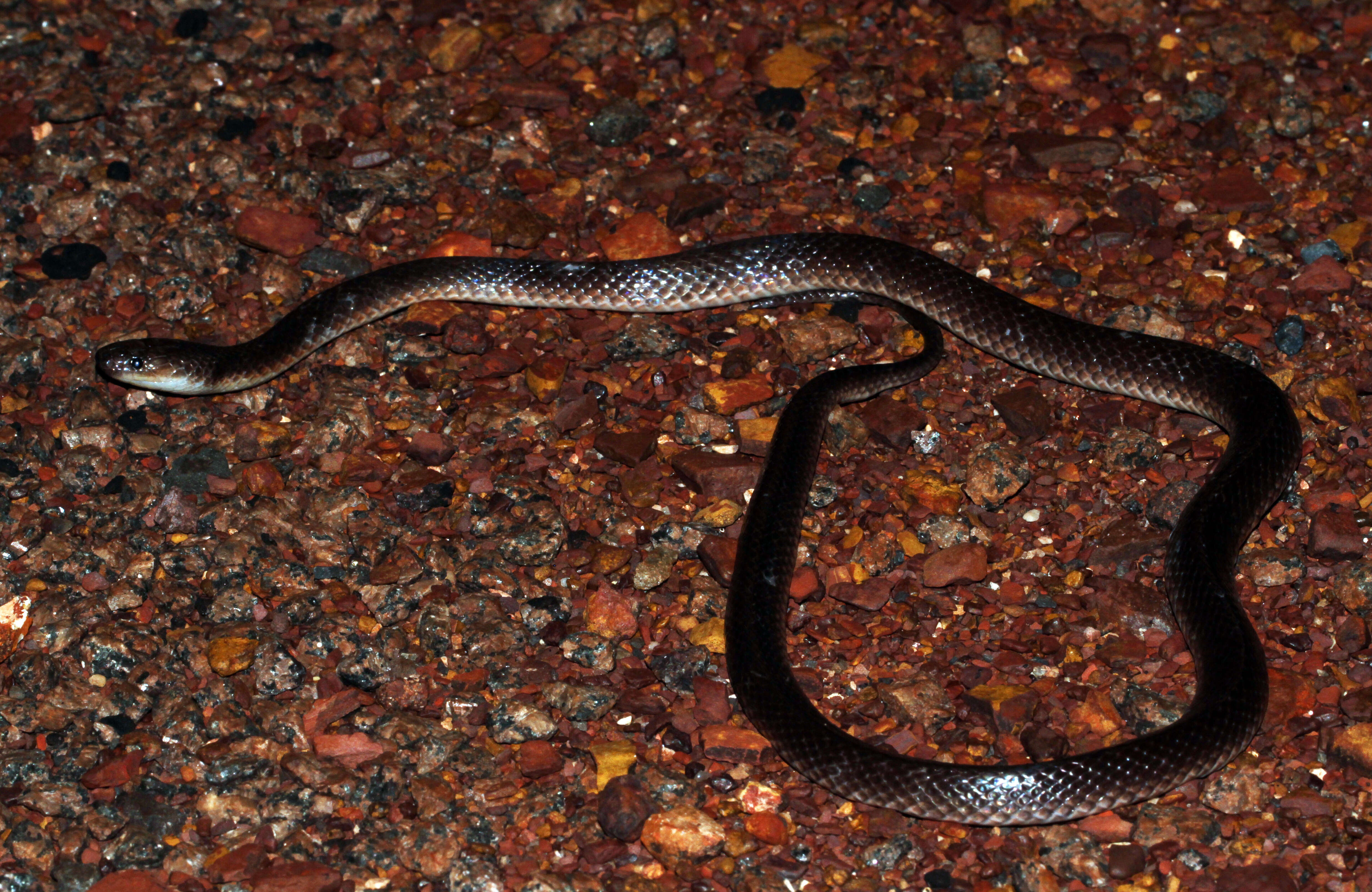 Image of Northern Small-eyed Snake