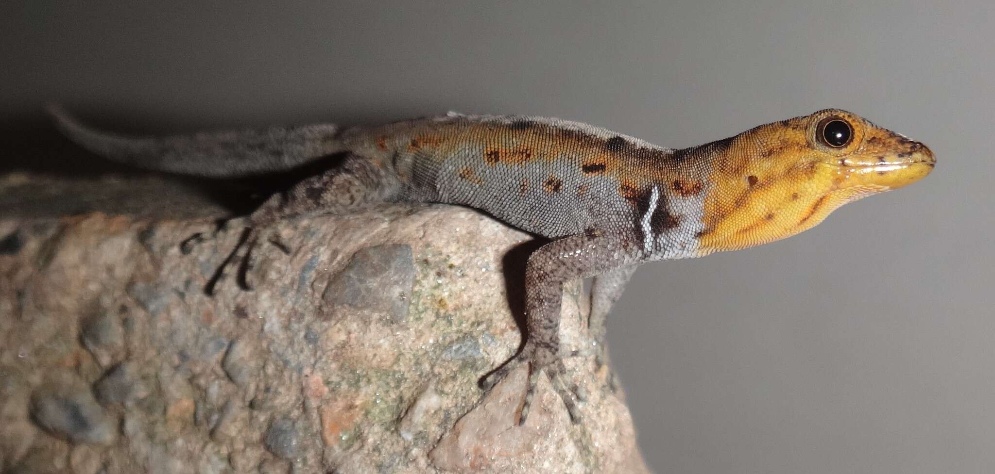 Image of Wiegmann's Striped Gecko