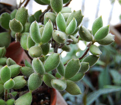 Image of Cotyledon tomentosa Harv.