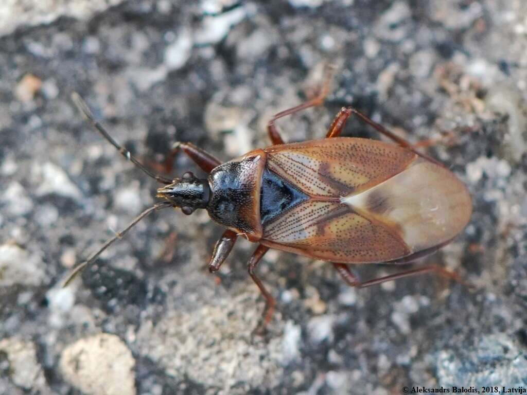 Image of Gastrodes (Gastrodes) abietum Bergroth & E. 1914