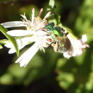 Image of Augochlorella aurata (Smith 1853)