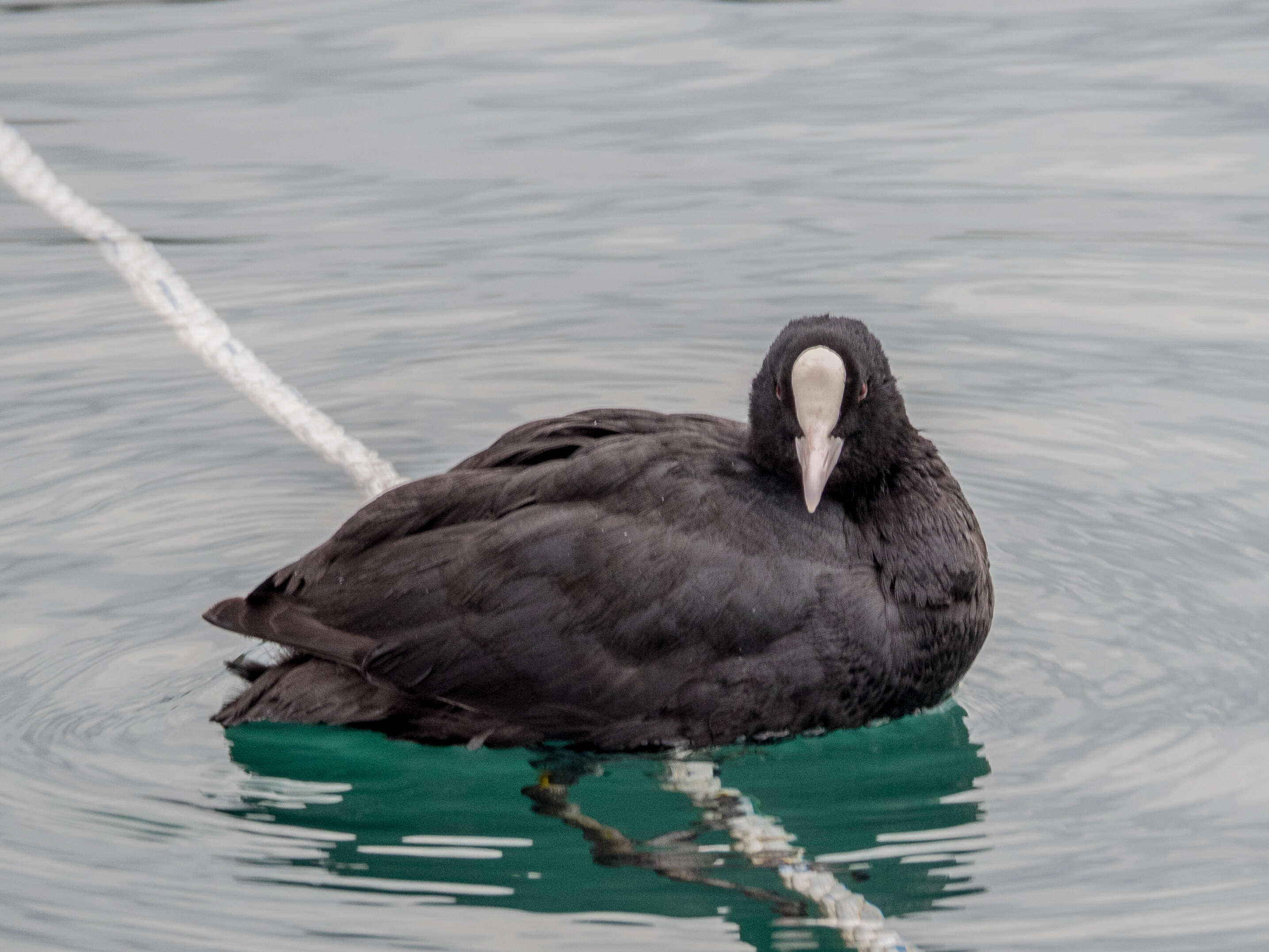 Image of Common Coot