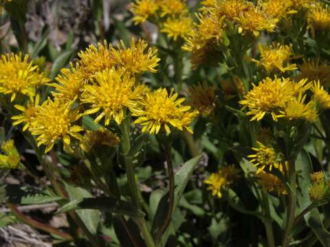 Image of Rocky Mountain goldenrod