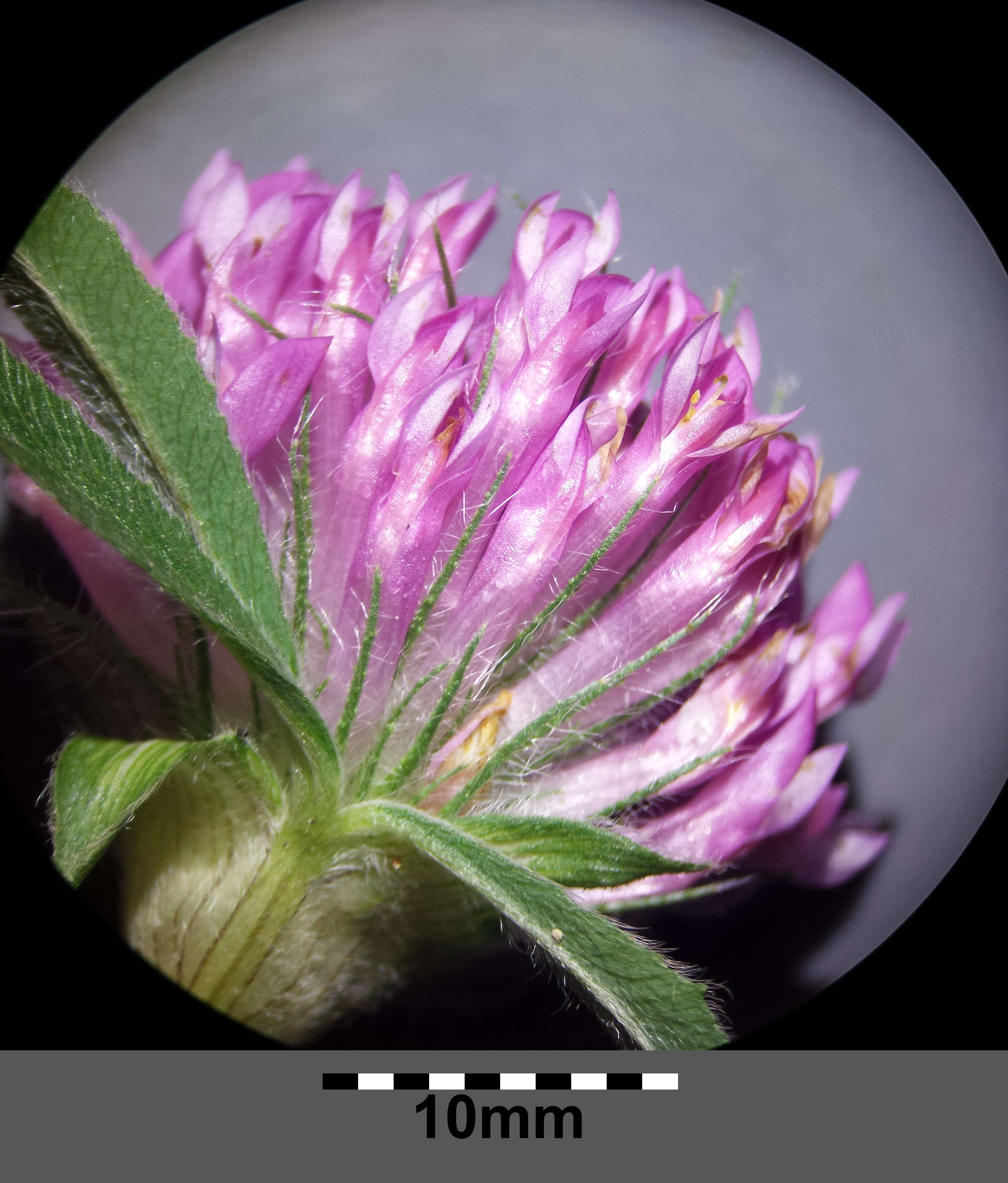 Imagem de Trifolium alpestre L.