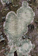 Image of Lecanora thysanophora