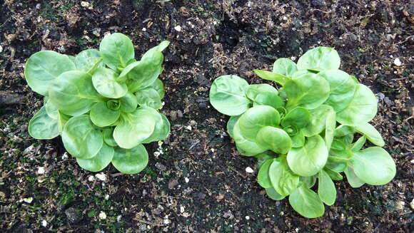 Image of Lewiston cornsalad