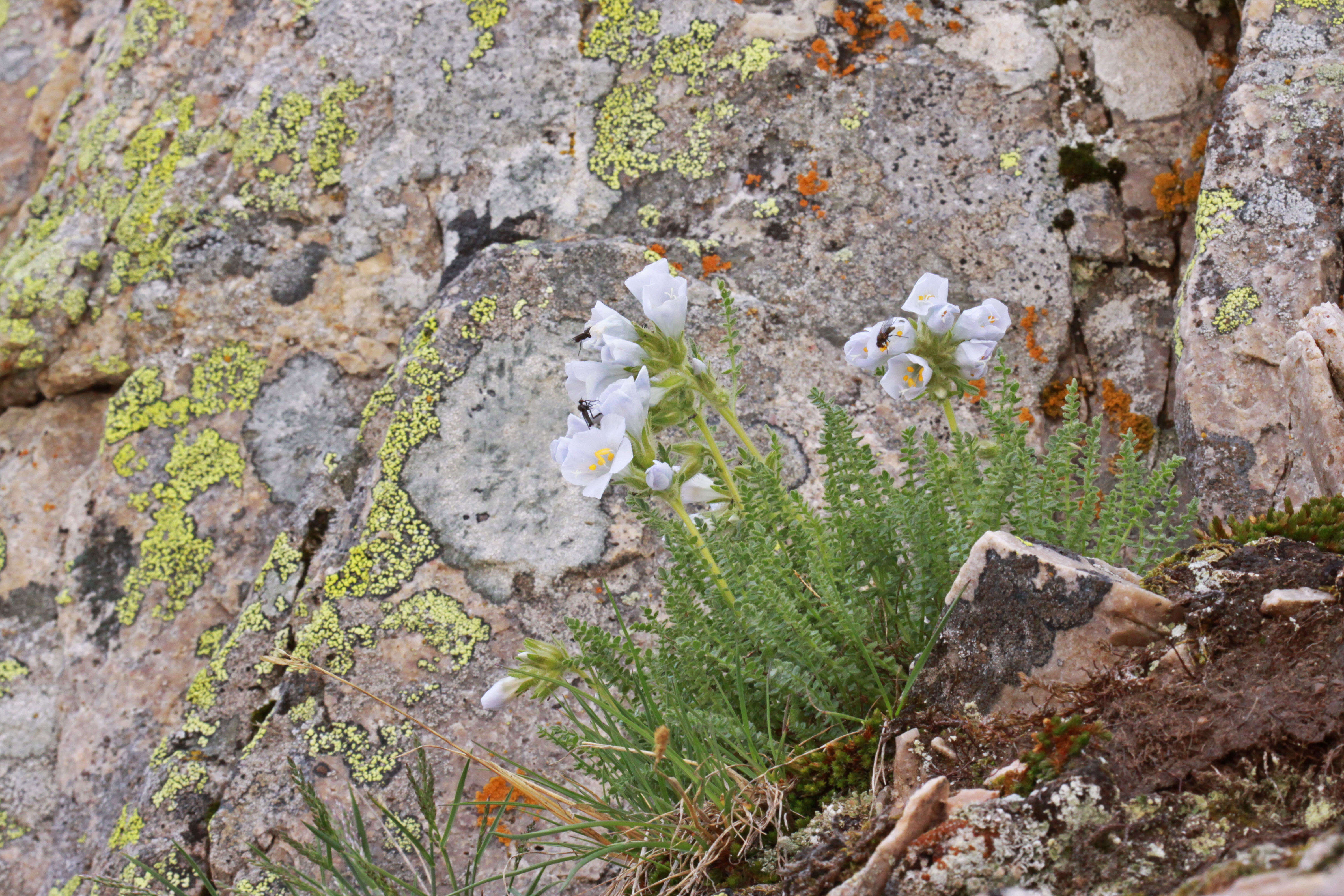 Image of sticky polemonium