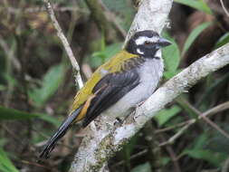 Image of Black-winged Saltator