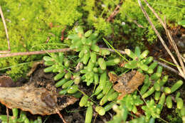 Image of White Stonecrop