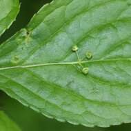 Helwingia japonica (Thunb. ex Murray) F. G. Dietrich resmi