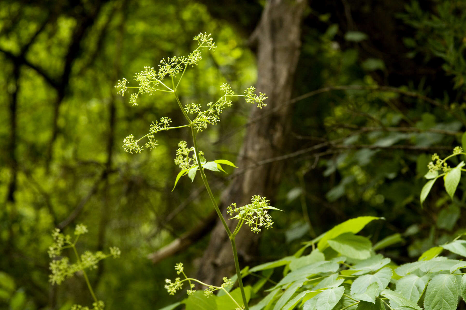 Image of spikenard