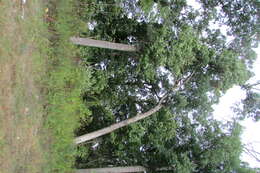 Image of American sycamore