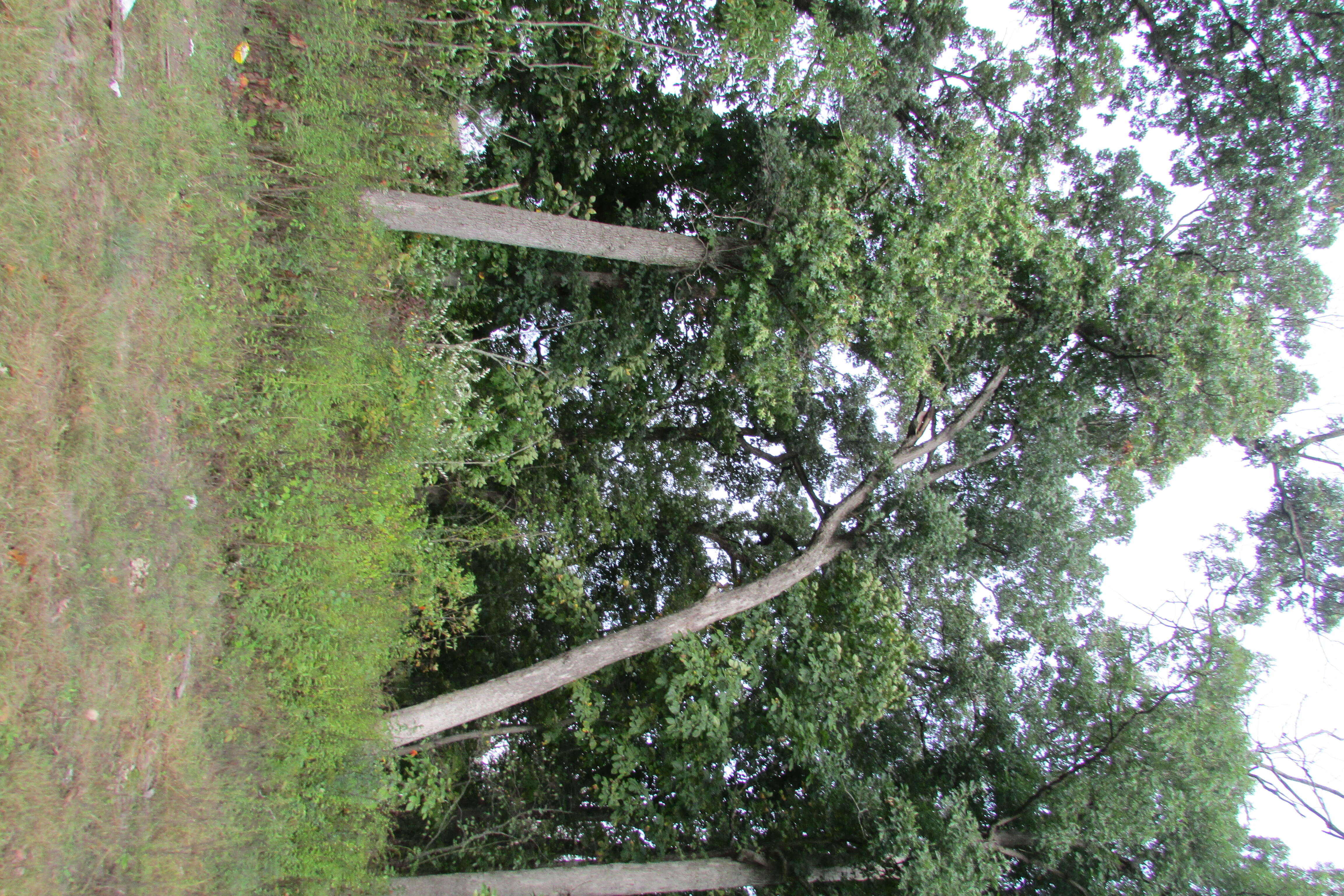 Image of American sycamore