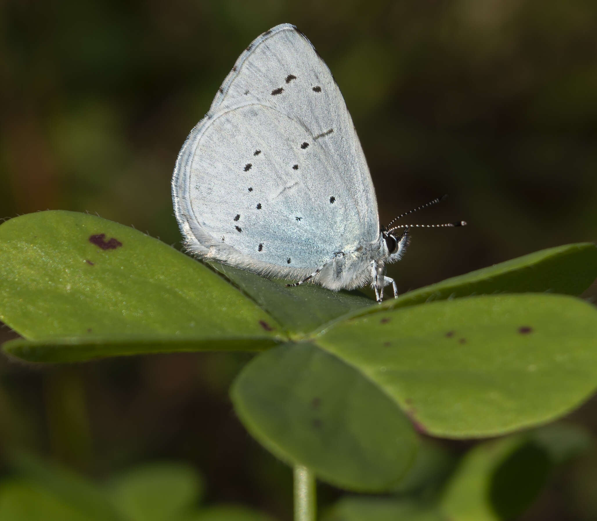 Image of holly blue