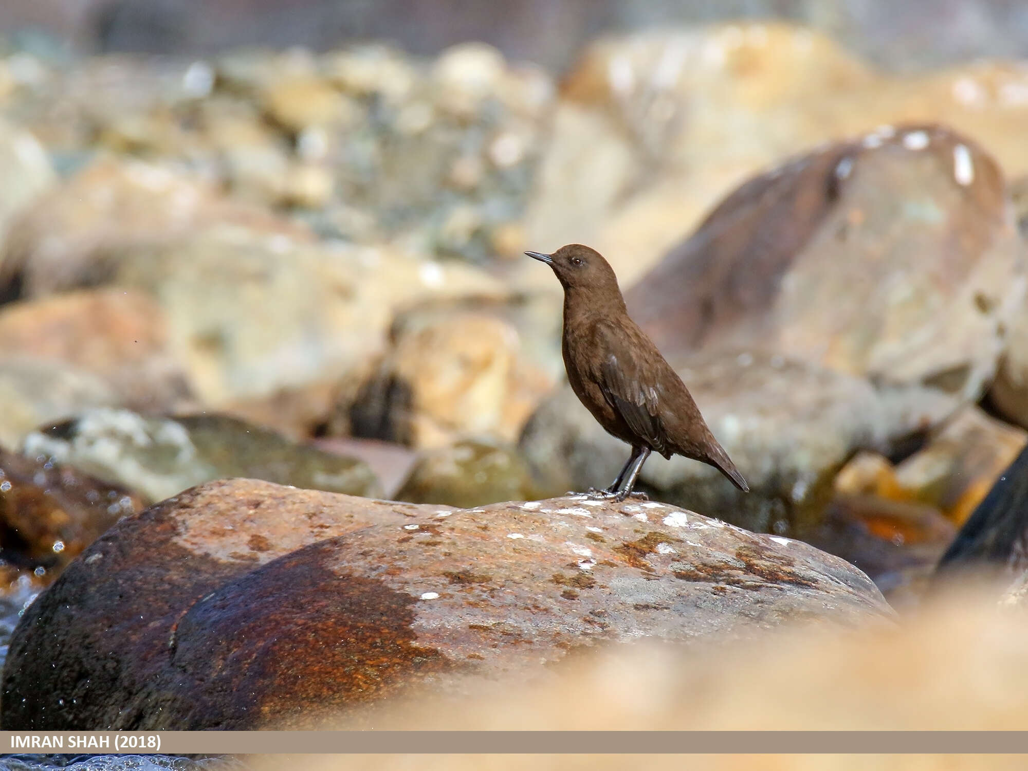 Image of Brown Dipper