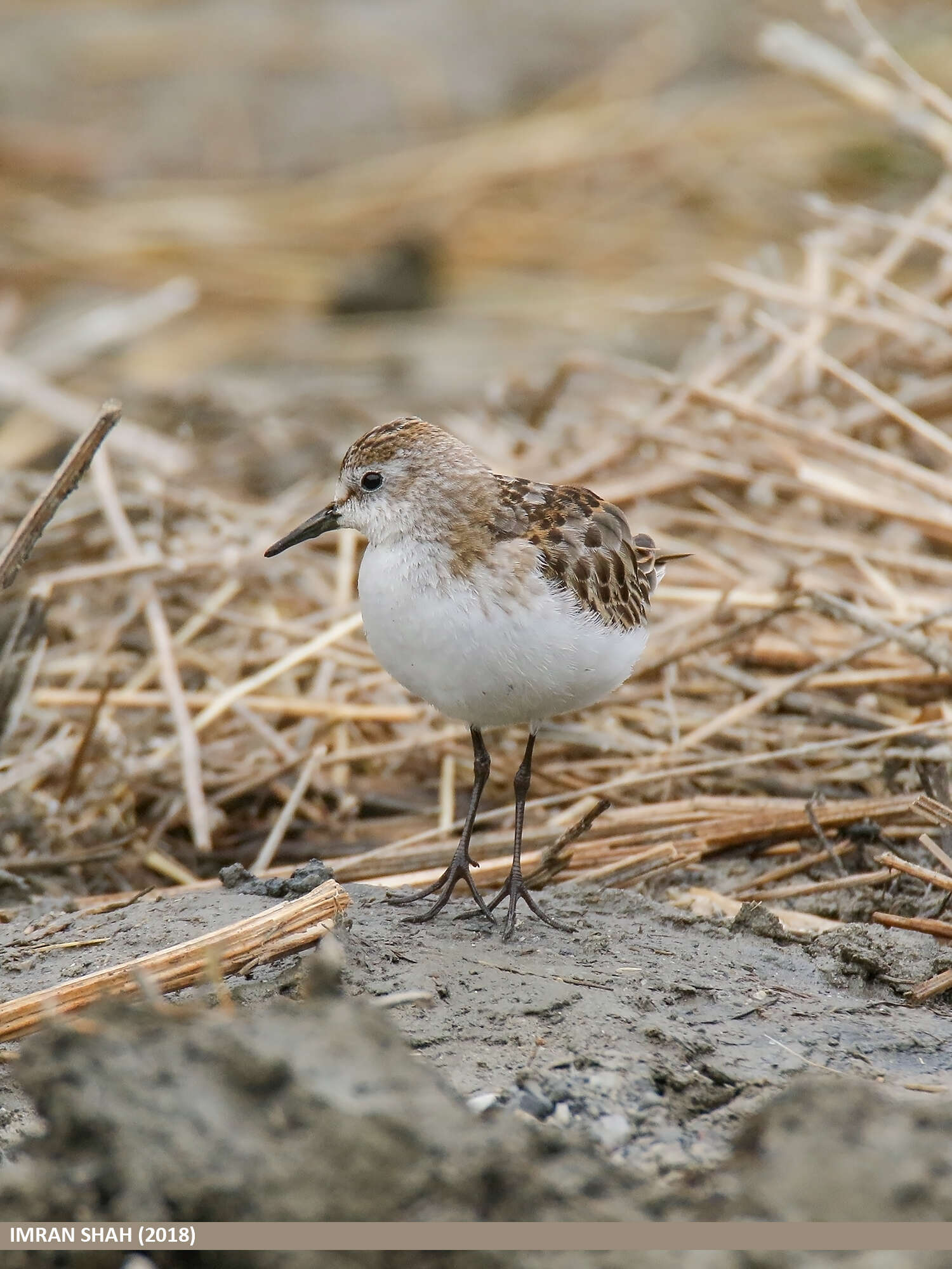 Plancia ëd Calidris minuta (Leisler 1812)