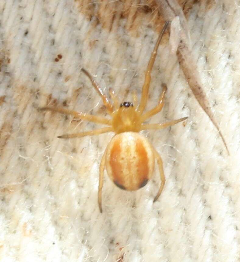 Image of Araneus pratensis (Emerton 1884)