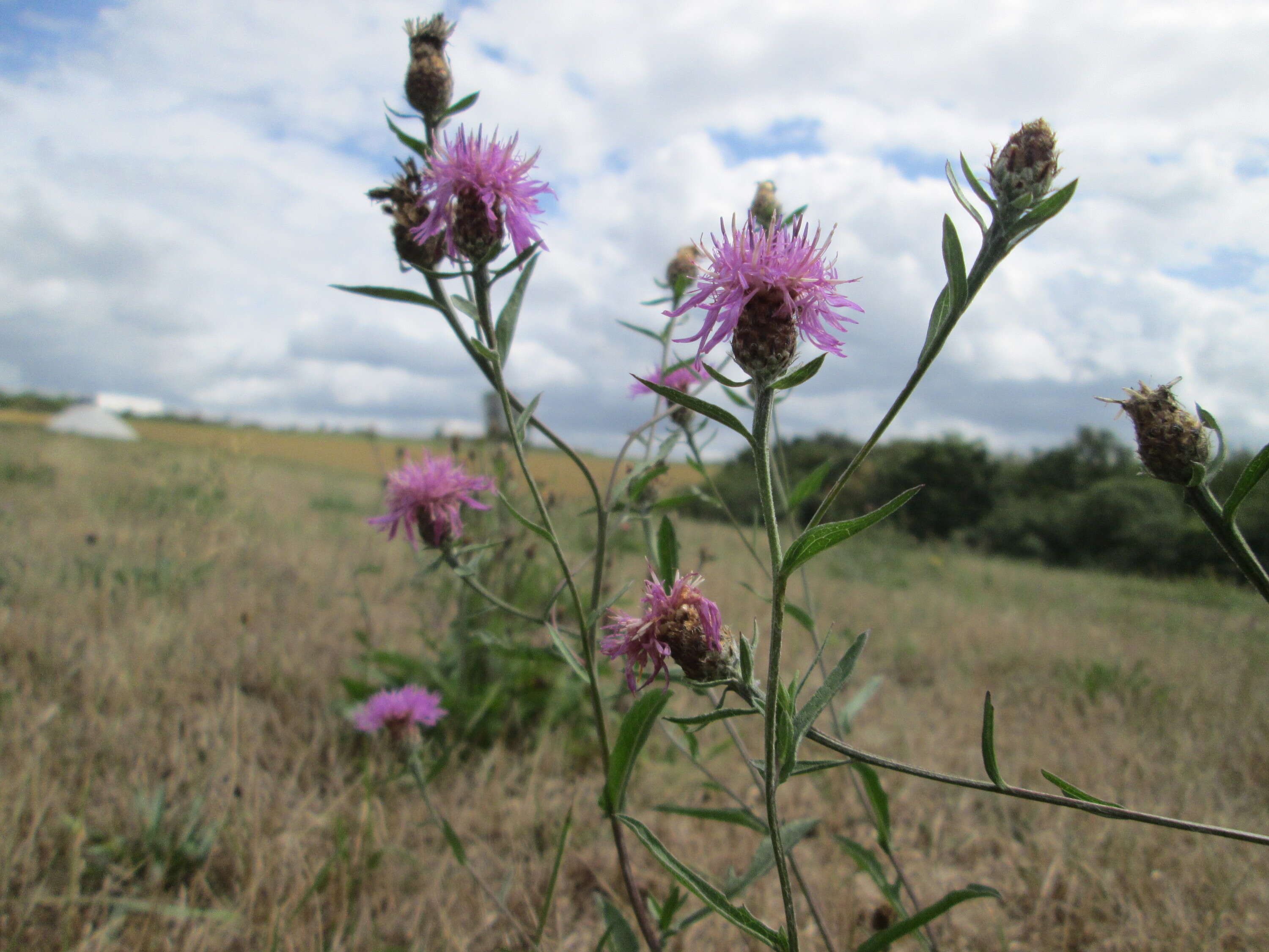 Image of brown knapweed