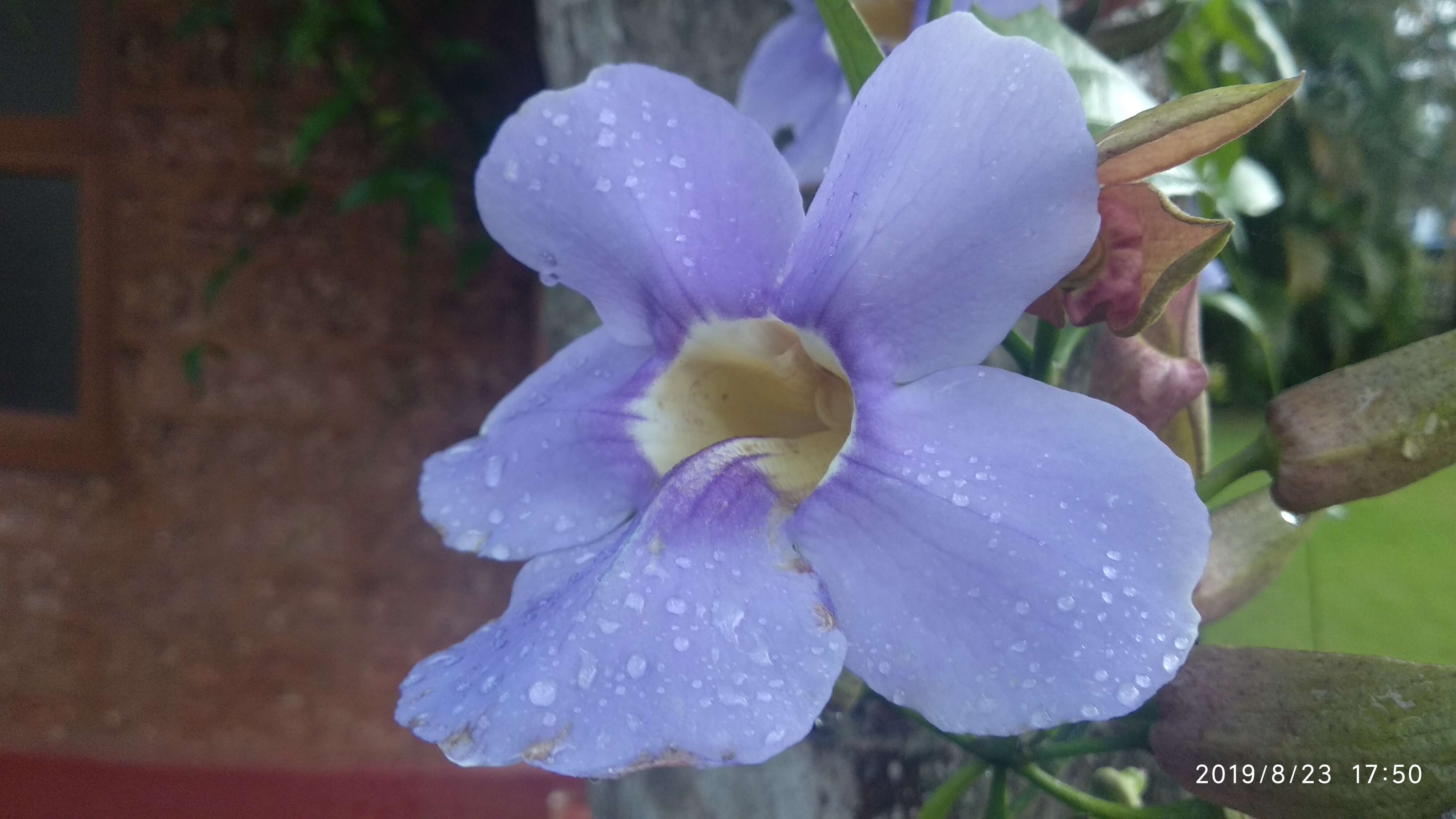 Image of laurel clockvine